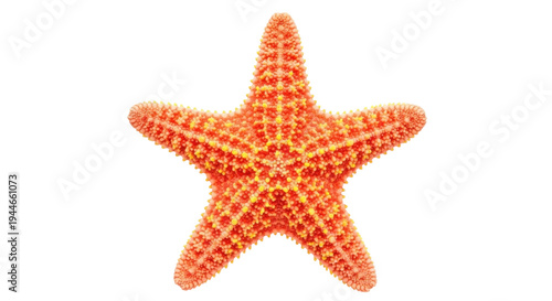 Bilde på lerret Orange starfish PNG isolated on transparent background, spiky sea star with yell