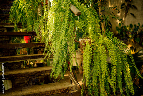Large lush hanging Nephrolepis Fern in a greenhouse surrounded by other tropical and potted plants