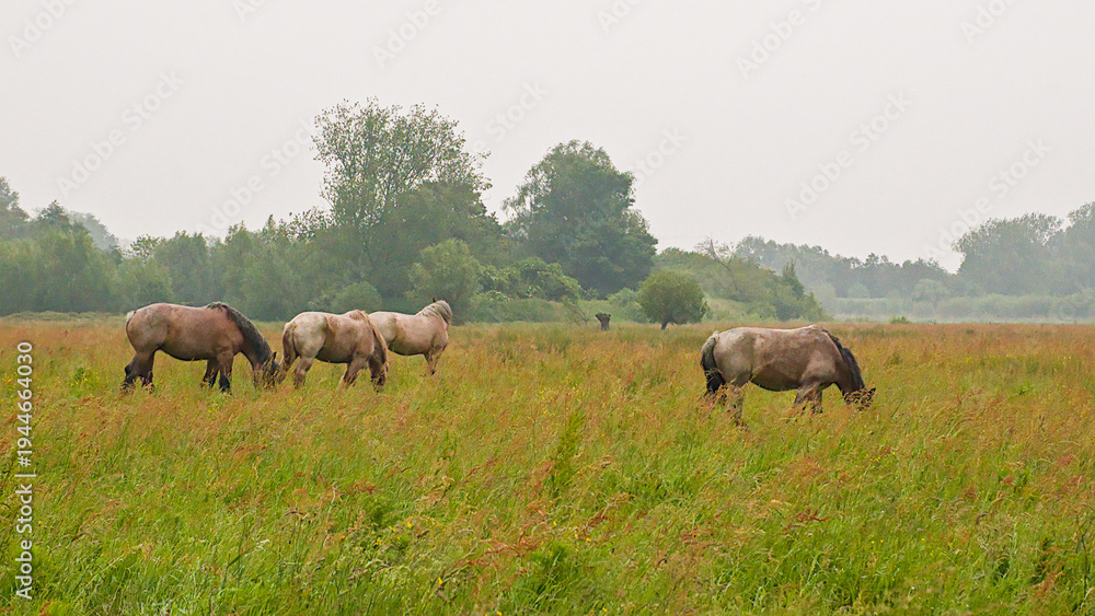 Fototapeta premium brown belgian draft horses in a meadow on a misty day in Bourgoyen nature reserve, Ghent, Flanders, Belgium