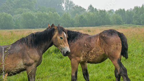 Foto brown belgian draft horses in a meadow on a misty day in Bourgoyen nature reserv