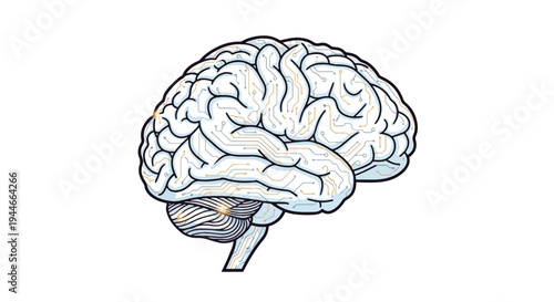 Anatomical illustration of a human brain.