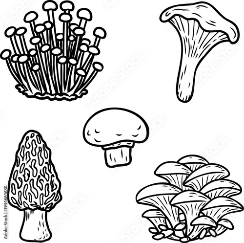 Hand drawn edible mushroom varieties set in black line doodle style isolated on white background perfect for botanical posters, coloring pages