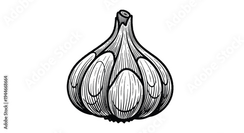 Black and white vector illustration of garlic bulb on white background