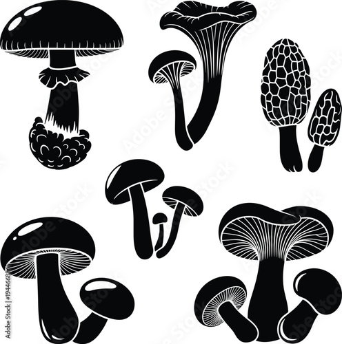 Black and white of various mushrooms and truffles fungi nature des