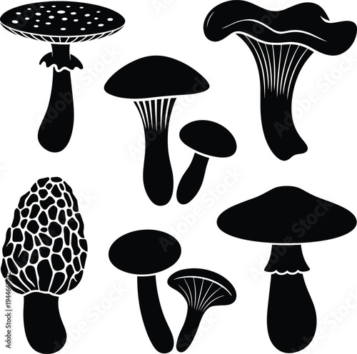 Black and white of various mushrooms with different patterns and shapes fungi nature