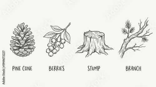 Line drawings of pine cone, berries, stump, and branch, symbolizing woodland nature elements.