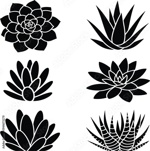 Six black and white of succulent plants and flowers botanical desi