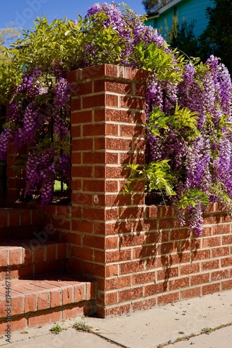 brick wall with wisteria flowers