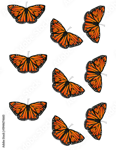 Monarch Butterfly Flight Pattern