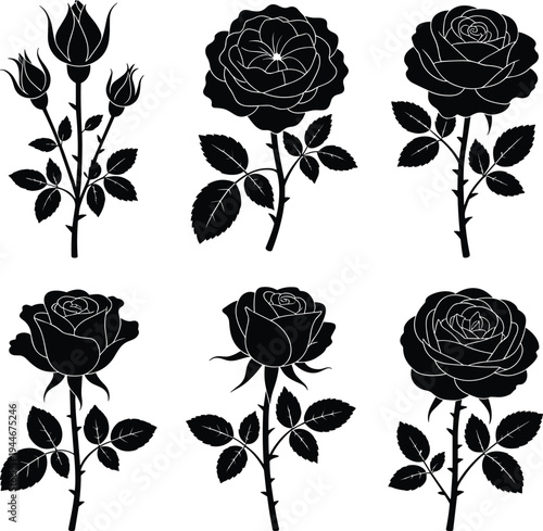 Six black and white rose with detailed leaves and stems roses flower flowers de