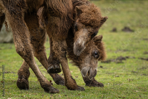Tableau sur toile Two Bactrian camels engaging in courtship behavior.