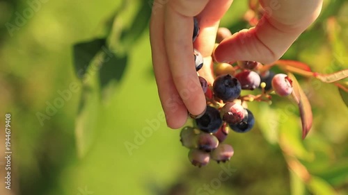 Close-up of a female hand harvesting fresh organic blueberries from a plant in a garden