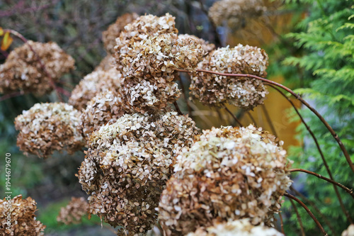 Close-up of dried hydrangea blossoms against a softly blurred background.