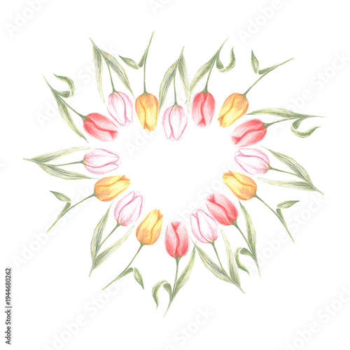 Tulips Heart. Tulips Frame. watercolor illustration isolated on a white background. Suitable for printing on postcards, fabrics, stickers and scrapbooking