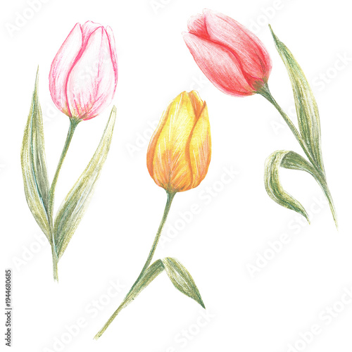 Easter Tulips. watercolor illustration isolated on a white background. Suitable for printing on postcards, fabrics, stickers and scrapbooking