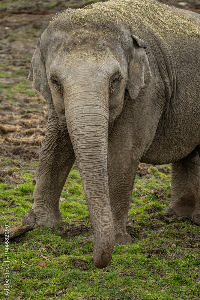 Fototapeta premium Close‑up of the front part of a female Indian elephant on a grassy lawn.
