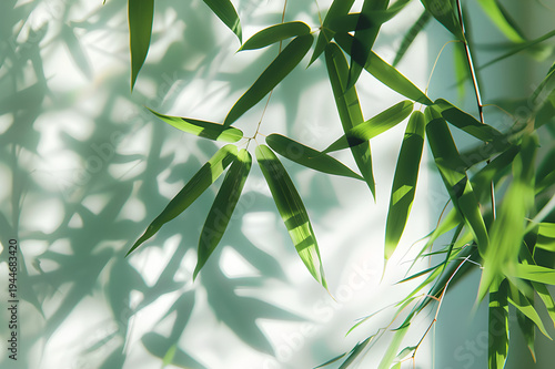 Green Bamboo Leaves with Soft Sunlight Natural Minimal Background