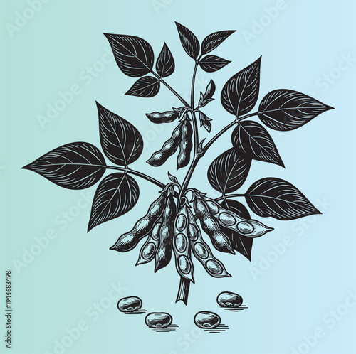 Detailed botanical illustration of soybean plant with pods and leaves