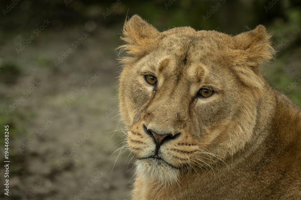 Fototapeta premium Portrait of a resting Indian lioness outdoors.