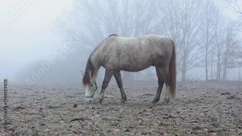 White horse from side eating on pasture with hoarfrost and fog. Agriculture animal background