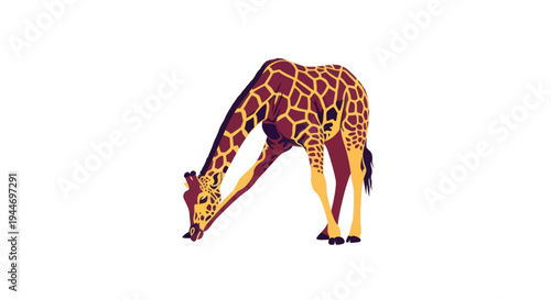 Giraffe Bending Down to Drink Water on White Background