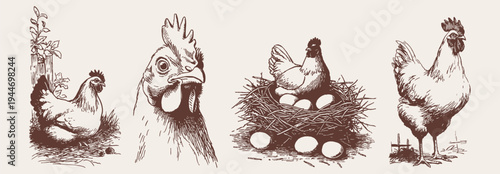 Farm chicken poultry vintage rural animal illustration set. Hens, rooster and nest with eggs. Pencil sketch hand drawn style for packaging and countryside branding projects.