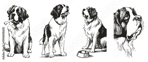 Saint bernard dog breed pencil sketch style. Large rescue dog portraits with bone and sitting pose. Illustration for animal education or veterinary publications. Ink drawing style.