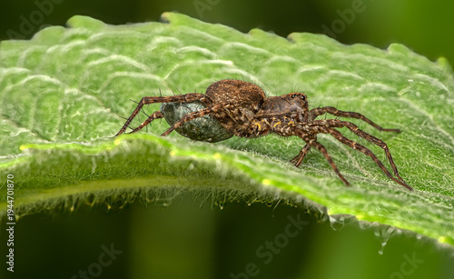 Detailed macro portrait of a nursery web spider carrying her green egg sac on a textured green leaf with a soft natural background bokeh