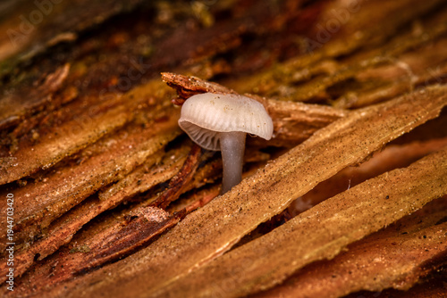 Delicate mycena rubromarginata mushroom growing on textured decaying wood in forest