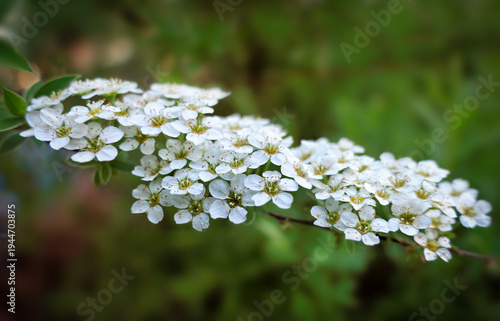Close-up of a blooming bridal wreath spiraea branch with tiny white flowers against a soft green spring background.