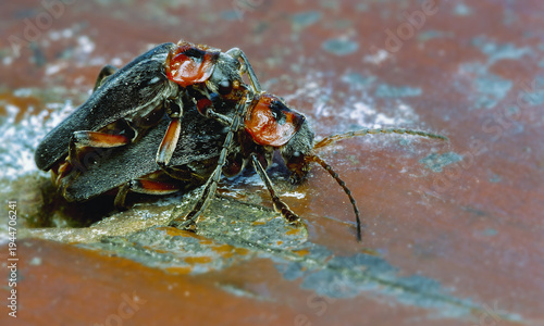 Mating soldier beetle Cantharis fusca on a textured rusty brown surface in macro close up