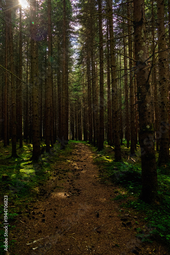 Dirt path leading through a dark and dense pine forest with sunlight breaking through the tree canopy.