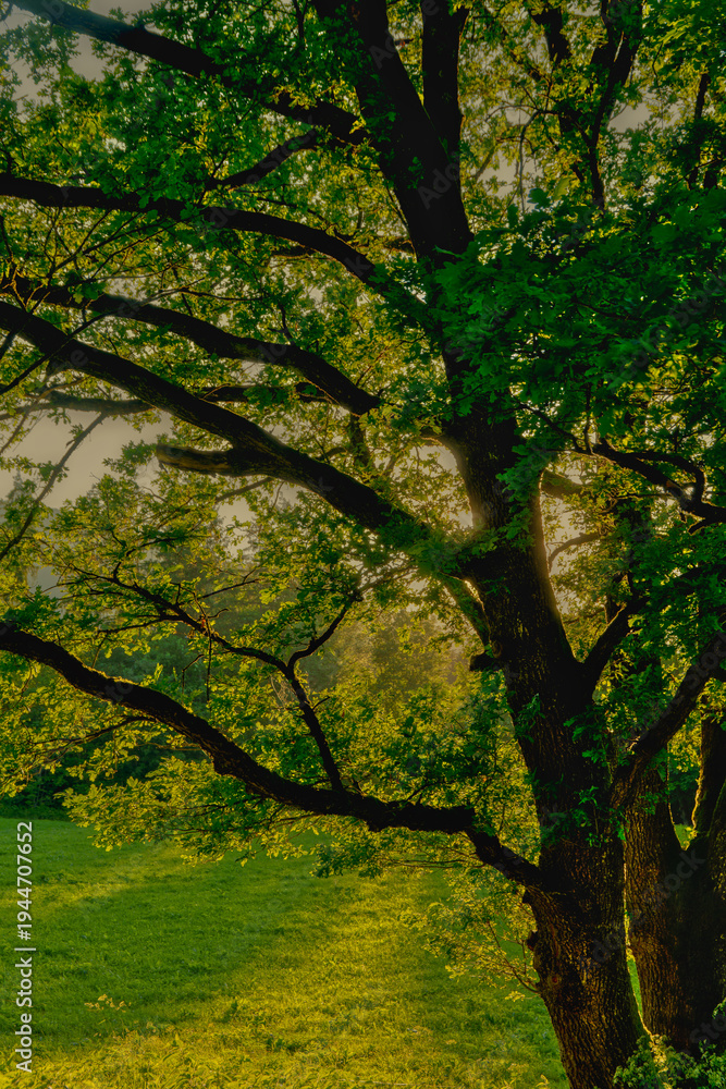 Fototapeta premium Dreamy backlight shining through the green leaves of an ancient tree in a tranquil nature landscape