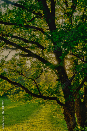 Dreamy backlight shining through the green leaves of an ancient tree in a tranquil nature landscape
