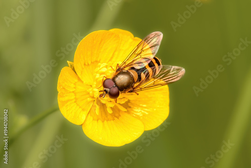 hoverfly feeding on a bright yellow wildflower in a lush green meadow during soft daylight macro photography
