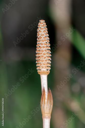 Detailed macro close-up of a field horsetail (Equisetum arvense) spore cone against a soft green natural background.