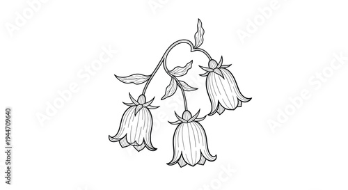 Black and white botanical engraving style illustration featuring three delicate bellflowers hanging from a curved stem with textured leaves.