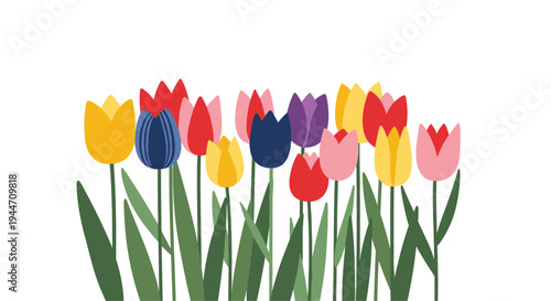 Vibrant row of colorful tulip flowers in shades of yellow red blue and pink growing with lush green leaves on a clean white background.