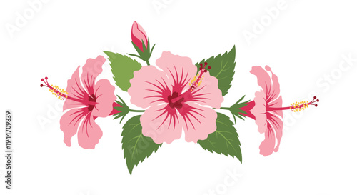 Beautiful arrangement of three tropical pink hibiscus blossoms with green leaves and a small bud isolated on a clean white background.