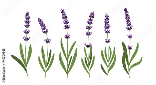 Selection of lavender sprigs with purple flowers and green leaves is displayed in a row on a white background.