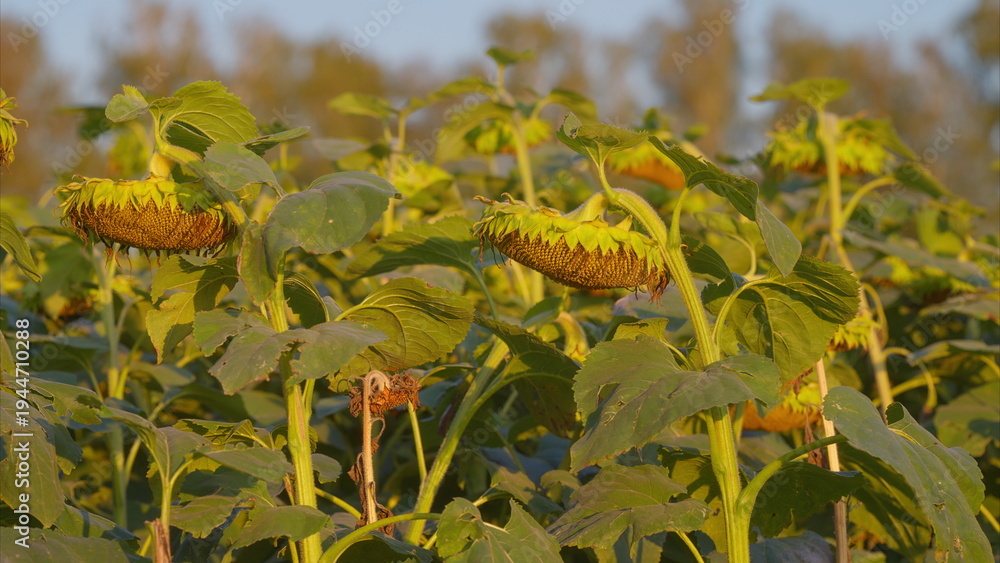 Obraz premium A Vibrant Sunflower Field Completely Bathed in Beautiful Golden Light and Sunshine