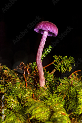amethyst deceiver mushroom laccaria amethystina growing in green moss with black background macro
