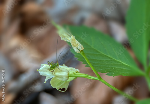 Macro of a green grasshopper nymph resting on a small balsam flower (Impatiens parviflora) in a natural woodland