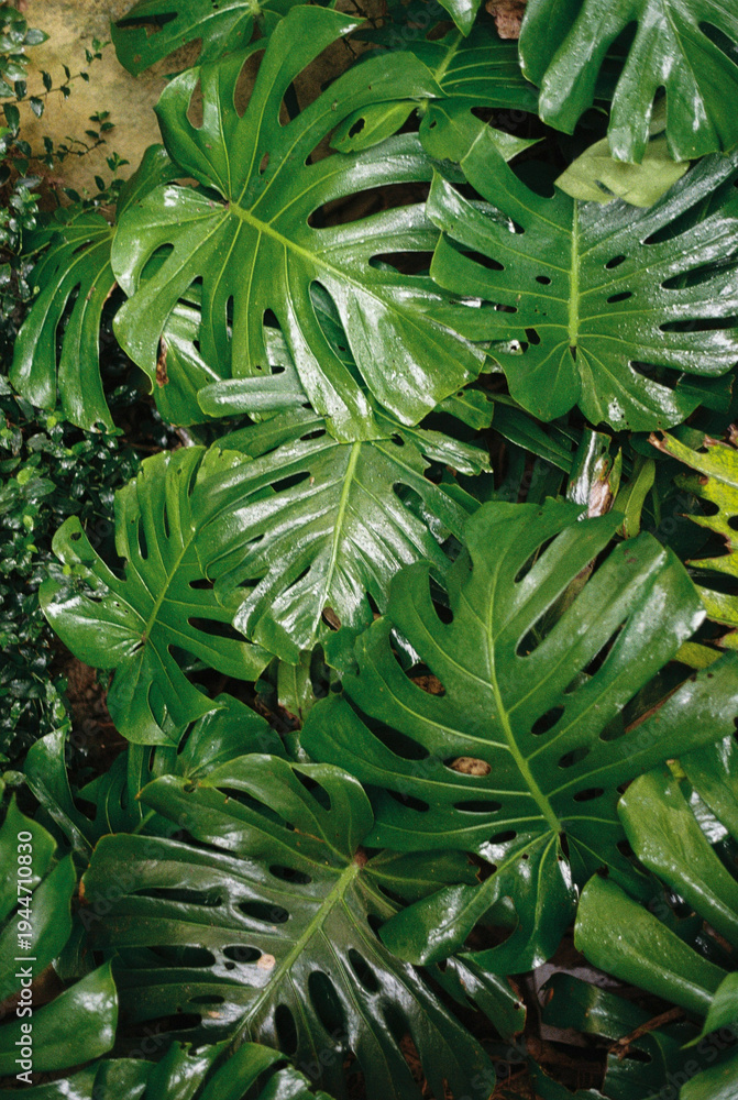 Fototapeta premium green leafs