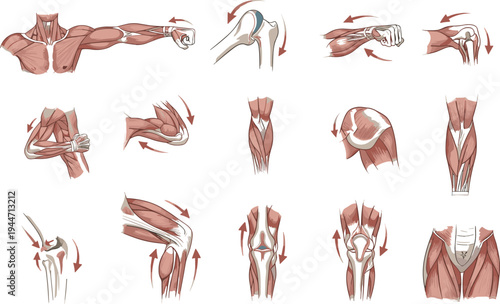 Human Arm and Leg Joint Movement Illustrations Showing Muscles and Rotation for Anatomy Education.