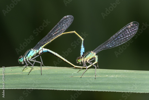 Photos coenagrion puella azure damselflies mating wheel on green leaf in natural wetlan