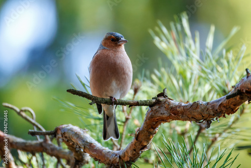 Close-up of an adult male Eurasian chaffinch (Fringilla coelebs) perched on a pine branch and looking toward the camera lens against a green background.