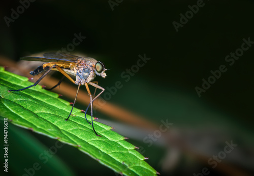 downy snipe fly rhagio scolopaceus perched on a vibrant green leaf with a dark cinematic bokeh background and soft natural lighting.
