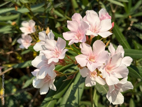Tableau sur toile Flowers of oleander nerium bush.