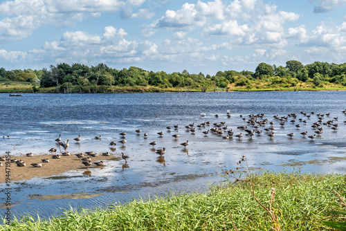 Foto Shelducks and other waterfowl in a nature reserve on the Baltic Sea